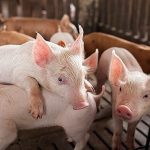 Nguồn nước sạch giúp giảm nguy cơ lây nhiễm dịch bệnh